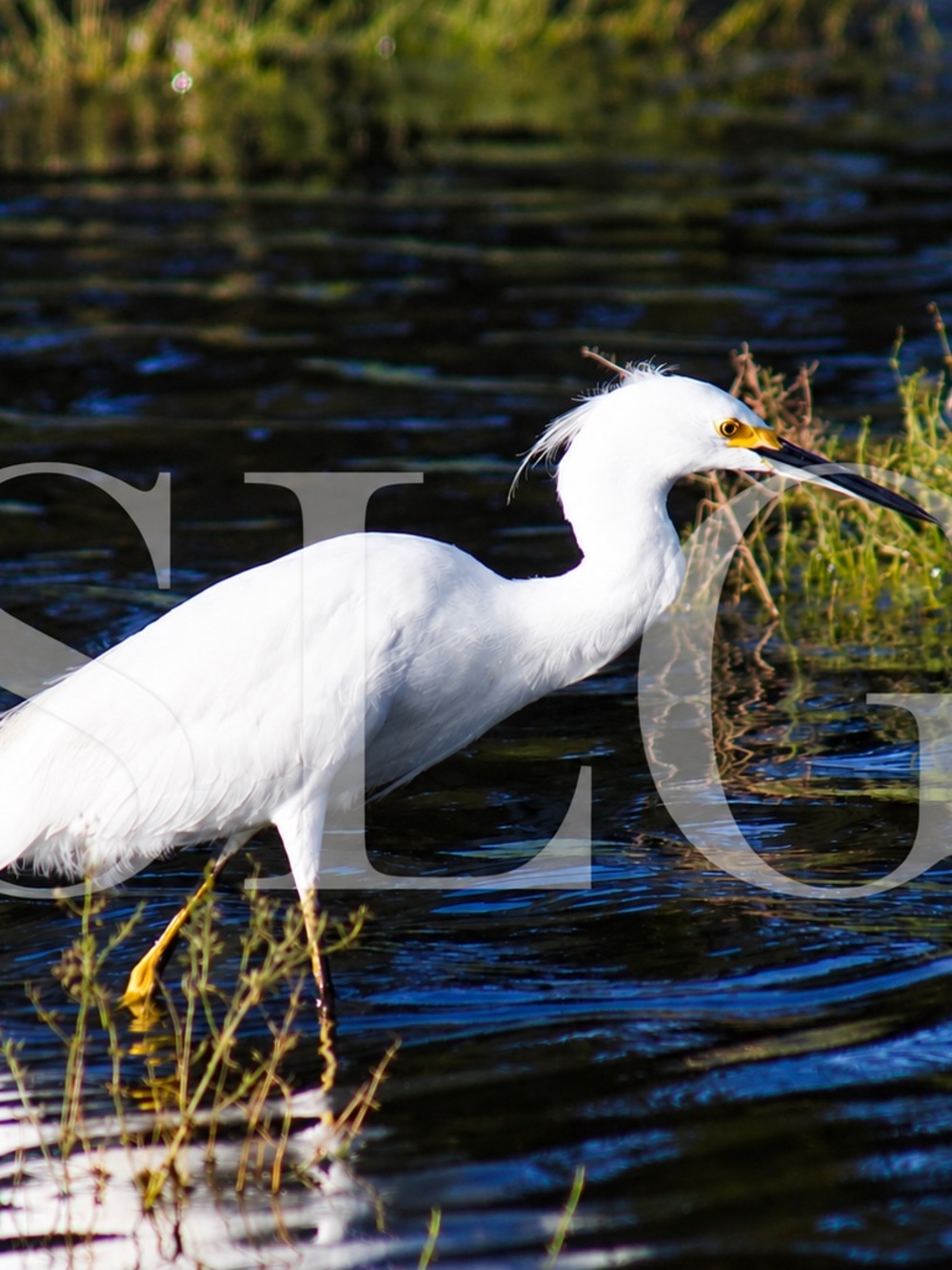 Snowy Egret in the Still Waters Original Photography In Florida